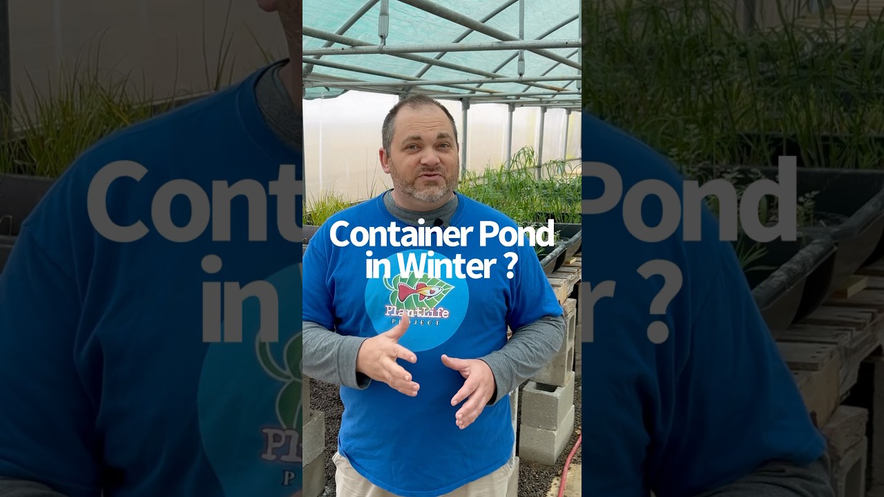 Can I keep a Container Pond in Winter?  