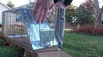 How to Release a Squirrel from a Havahart 1079 Trap