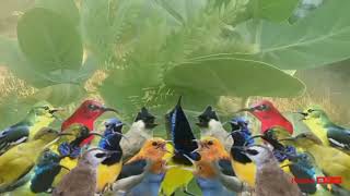 Download Lagu Suara pikat burcil anti gagal mp3 MP3