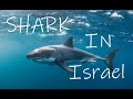 Shark in Israel