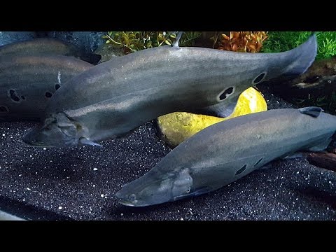 El pez cuchillo payaso (Chitala ornata) Ficha Técnica hqdefault