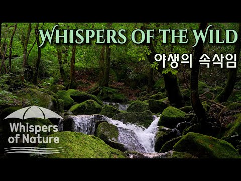 야생의 속삭임 | 숲속 계곡의 생생한 8시간 ASMR