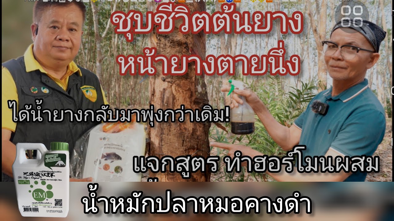 แจกสูตรทำฮอร์โมนผสมน้ำหมักปลาหมอคางดำ ชุบชีวิตต้นยางได้น้ำยางกลับมาพุ่งยิ่งกว่าเดิม