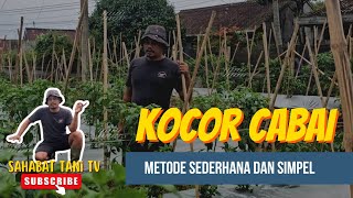 Kocor cabai metode sederhana dan simpel
