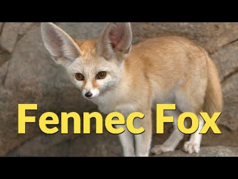 Video: Fennec-ræv med øre og andre sjove dyr på vores planet
