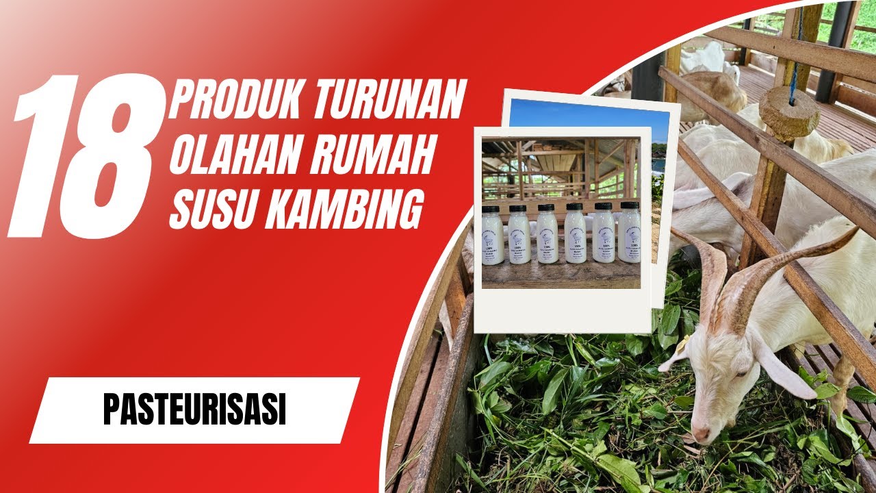 Cara Pasteurisasi Susu Kambing Murni ala DWF Kambing Perah