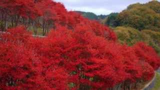 宮ヶ瀬ダムで紅葉もみじ狩り 見頃時期や遊覧船など紹介 情報発信ブログサイト Blue Rose