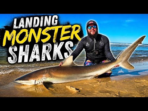 Catching Dream fish on Camera. Big Sharks 🦈