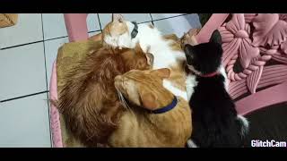 Selesai Di Mandikan Dijilat Cs Nya 1 Bulan Sebelum Di Racun Tetangga Biadab