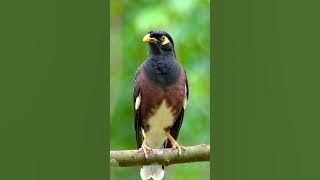 Suara Burung Jalak Suren Gacor Full Durasi – Cocok untuk Masteran #kicaumania #kicaumanianusantara