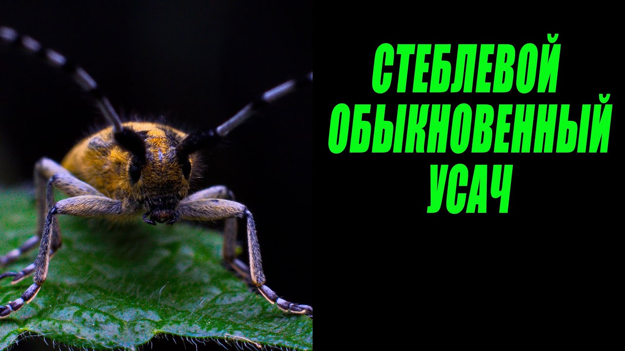 Самый обыкновенный усач, из усачей. / Миллиметровая Вселенная - YouTube