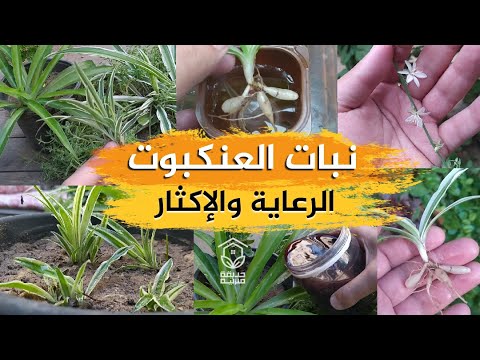 اكثار نبات العنكبوت أنواعه طرق الرعاية