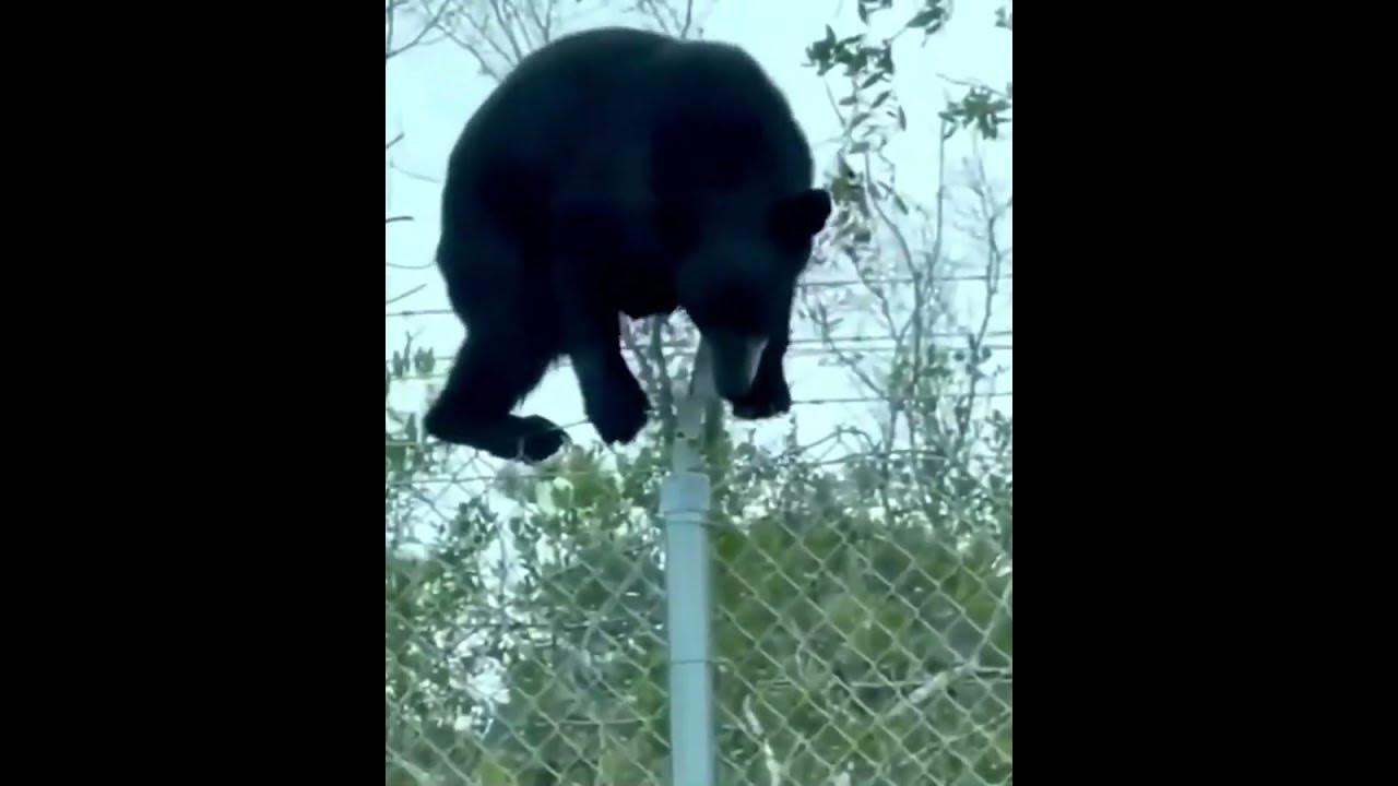 Медведь перелезает через забор на польско-белорусской границе - YouTube