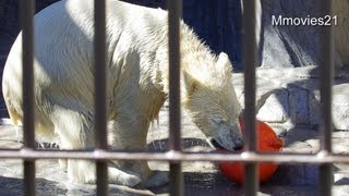 マルルからの洗礼~その水は勘弁して下さい~Splashes from Polar Bear cub