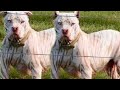 🥰 7 Perros De Color Blanco Mas Hermosos Del Mundo