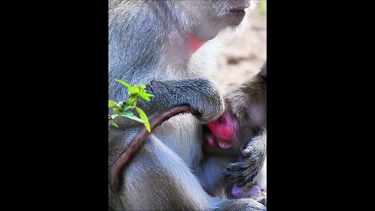 Newborn baby monkey very active playing