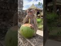 Nice monkey drink coconut water #monkey #Monkeylover #Nice #Lovely #cute #beautiful