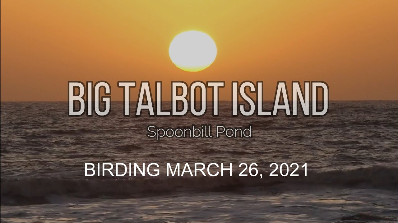 Big Talbot Island Spoonbill Pond Birding - March 26, 2021