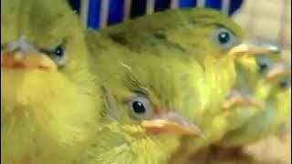MASTERAN PLECI NISHIDA..virall nembak deres mudah masuk