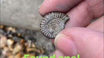 Fossil hunting on the Jurassic coast - ammonite, belemnite, crinoid!