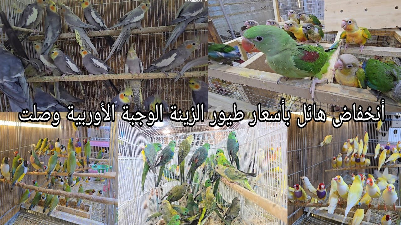 أنخفاض هائل بأسعار الطيور المغردة وجبة جديده محمية الفهد في بغدادمنطقة المشتل/حي المعلمين2025/4/24