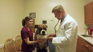 Onslow Animal Hospital in Jacksonville NC