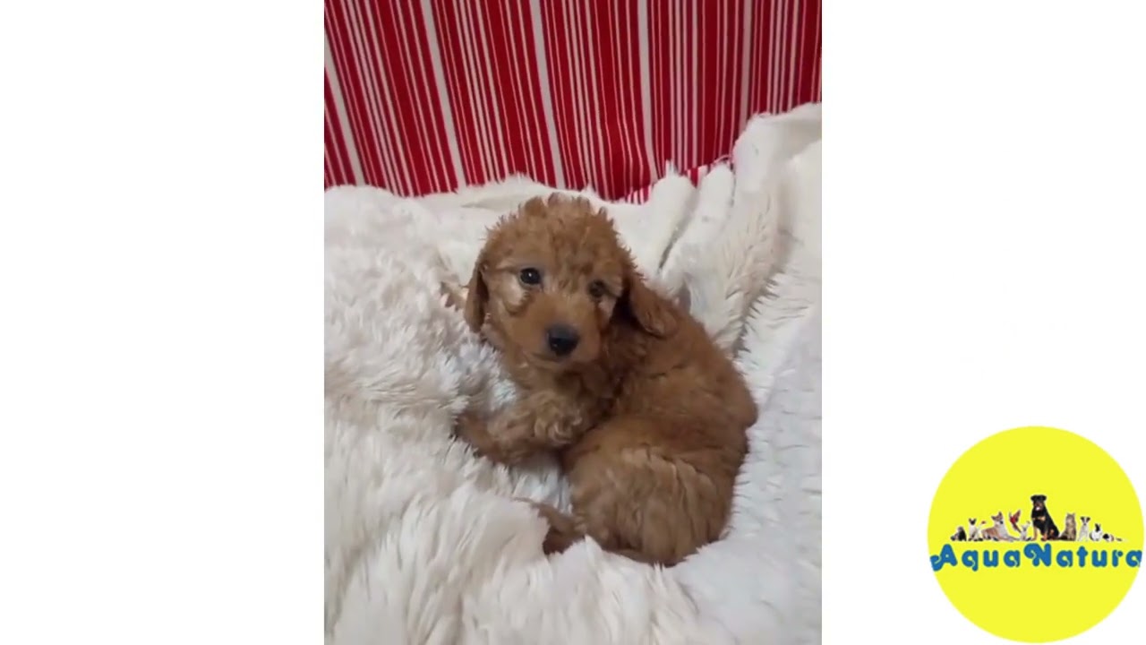 Caniche Macho 2 de Barbie y Can - AQUANATURA