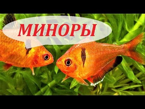 Видео: Сколько лет Моррису Минору?