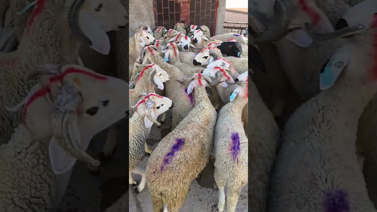 بسم الله توكلت على الله #شريت 34 حولي لمتتبع من الجديدة ربي يربحو 29/11/2025