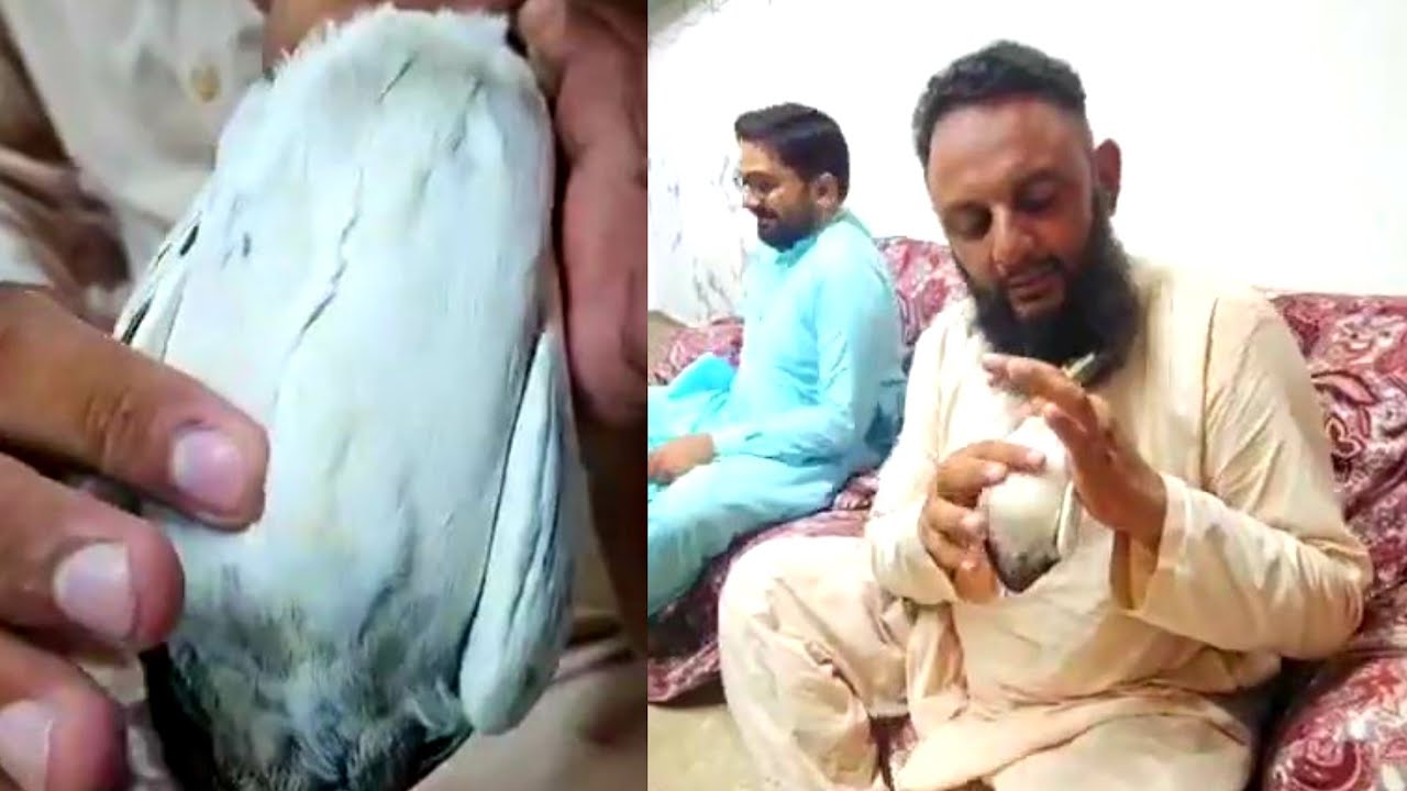 Gujranwala say aay dosto k kabootar Ustad Haji imran Bakkar Mandi