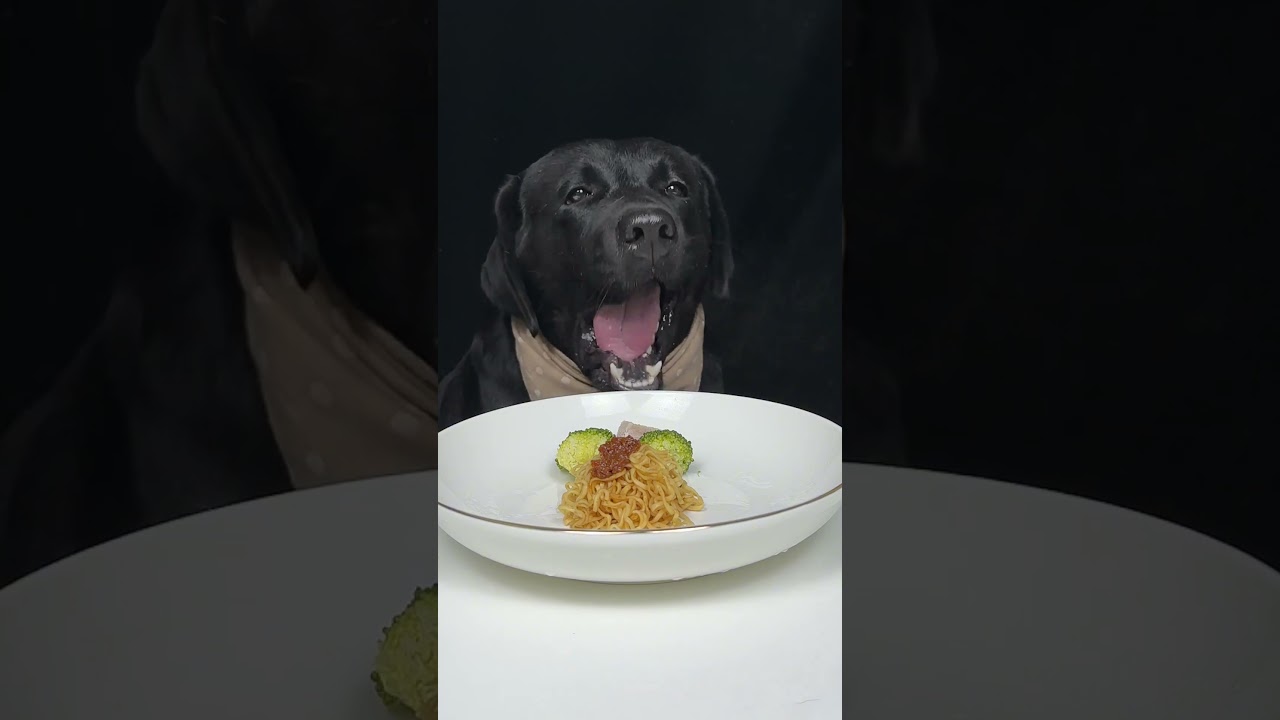 Plate Number Four Because I Don't Quit. Labrador. Cute Pet Debut Plan