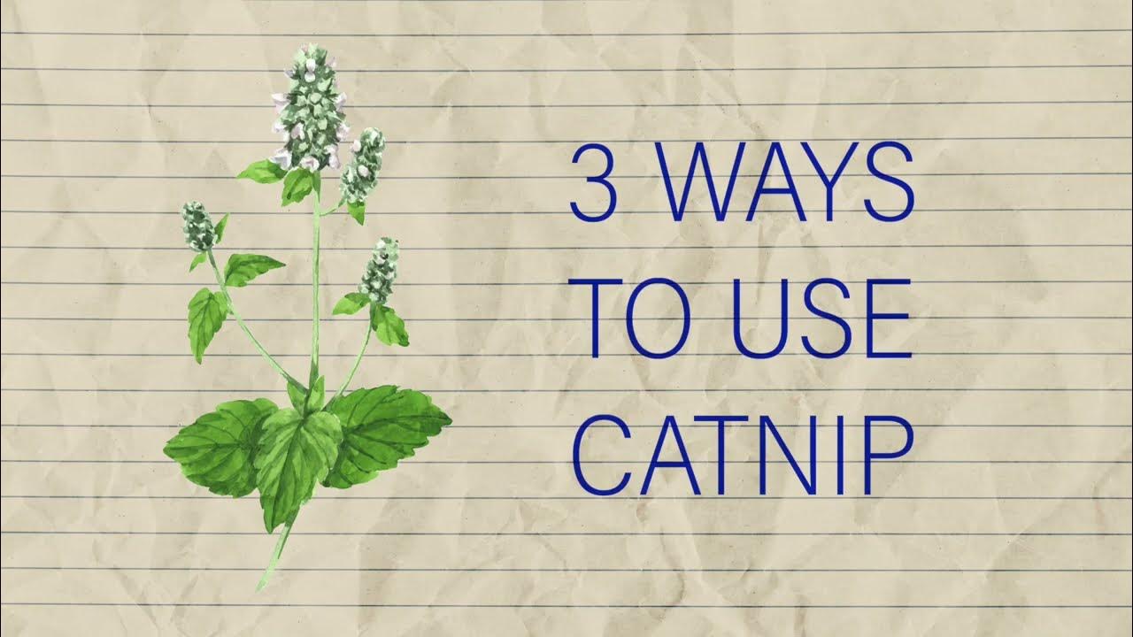 Herb Notes The Medicinal Benefits of Catnip YouTube