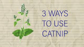 Herb Notes: The Medicinal Benefits of Catnip