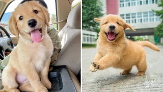 Funniest & Cutest Golden Retriever Puppies - 30 Minutes of Funny Puppy Videos 2022 #17