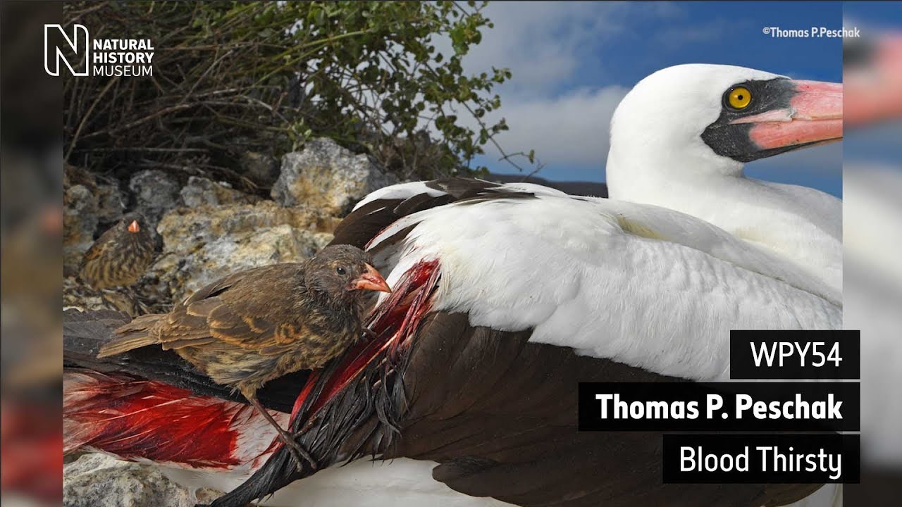 museums in london The vampires of Wolf Island #WPY54 | Natural History Museum
