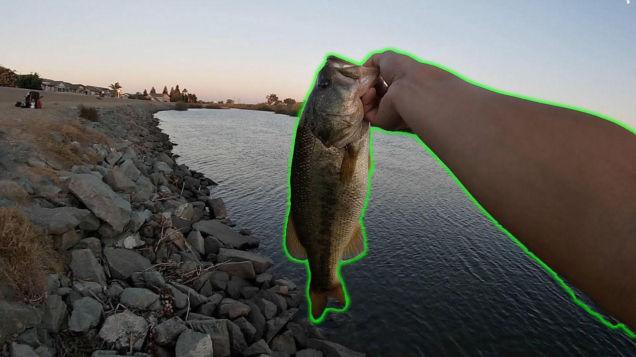 Trophy Bass Scent + Wacky Rigs CATCH FISH | Fall Bass Fishing