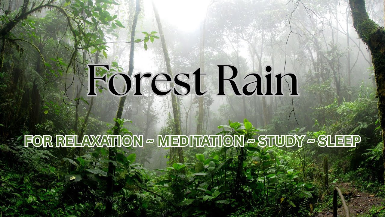 RELAX with Shinrin Yoku Forest Rain Sounds ~ Soothing forest rain for ...