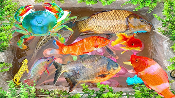 kem kem tivi đi bắt cá bờ ao được cá chim khổng lồ, cá sấu, cá vàng, cá chép, cá rô phi, con cua bự