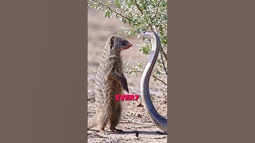 Snakes worst enemies, Mongoose, eagle #short #facts #snake #animals