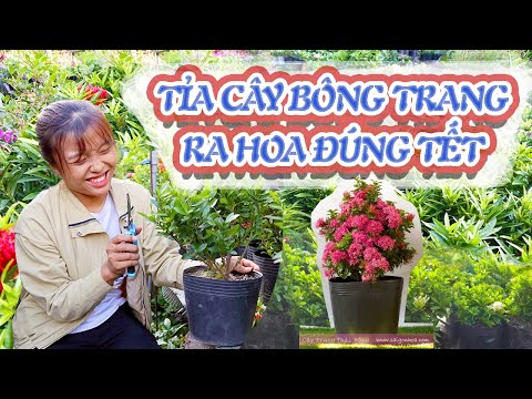 Video Hướng Dẫn Cách Tỉa Cây Bông Trang Ra Hoa Đúng Tết -... - youtube