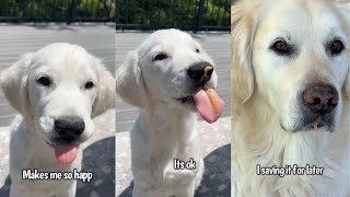 Golden Retriever Puppy Tries Peanut Butter For The First Time