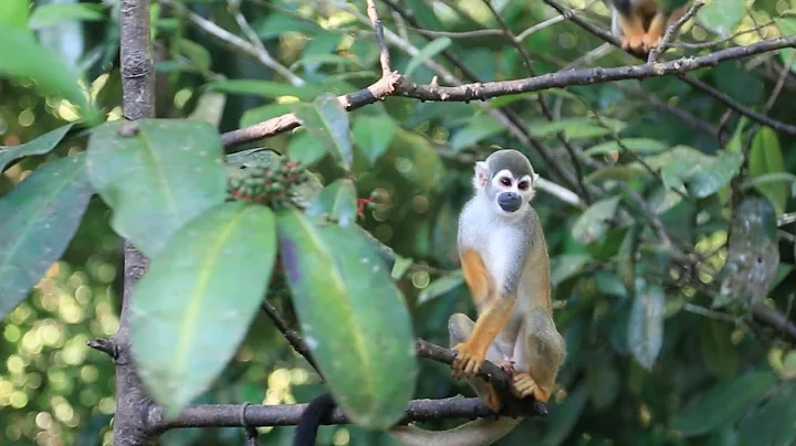 Exploring Ecosystems: Tropical Rainforest Diversity | California Academy of Sciences - DayDayNews