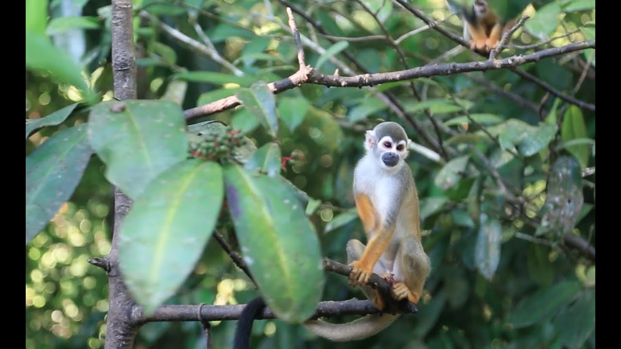 Exploring Ecosystems: Tropical Rainforest Diversity | California ...