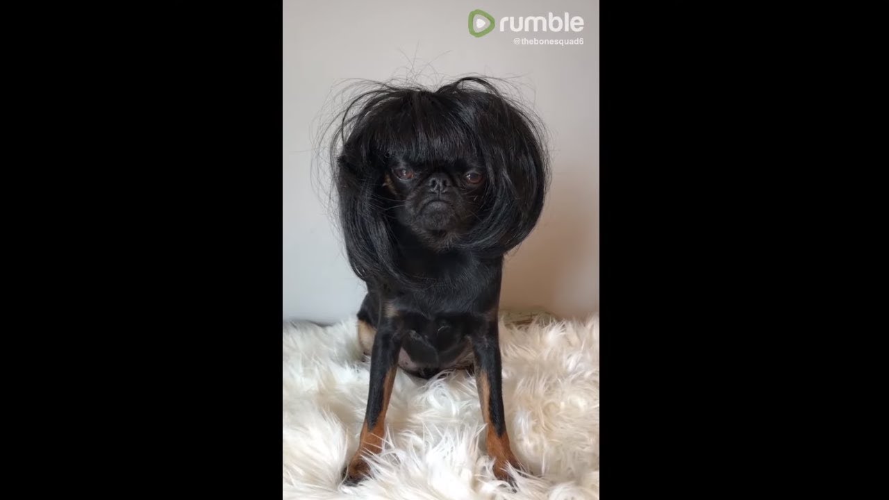videos for cats Wig wearing pup not in a good mood