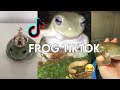 Funny TikTok Compilation: Frog Edition