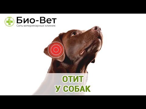 Отит у собак. Ветеринарная клиника Био-Вет.