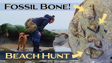 Fossil Beach Hunt on the Oregon Coast: Finding Bones, Shells, Agate, Jasper and more! #thefinders
