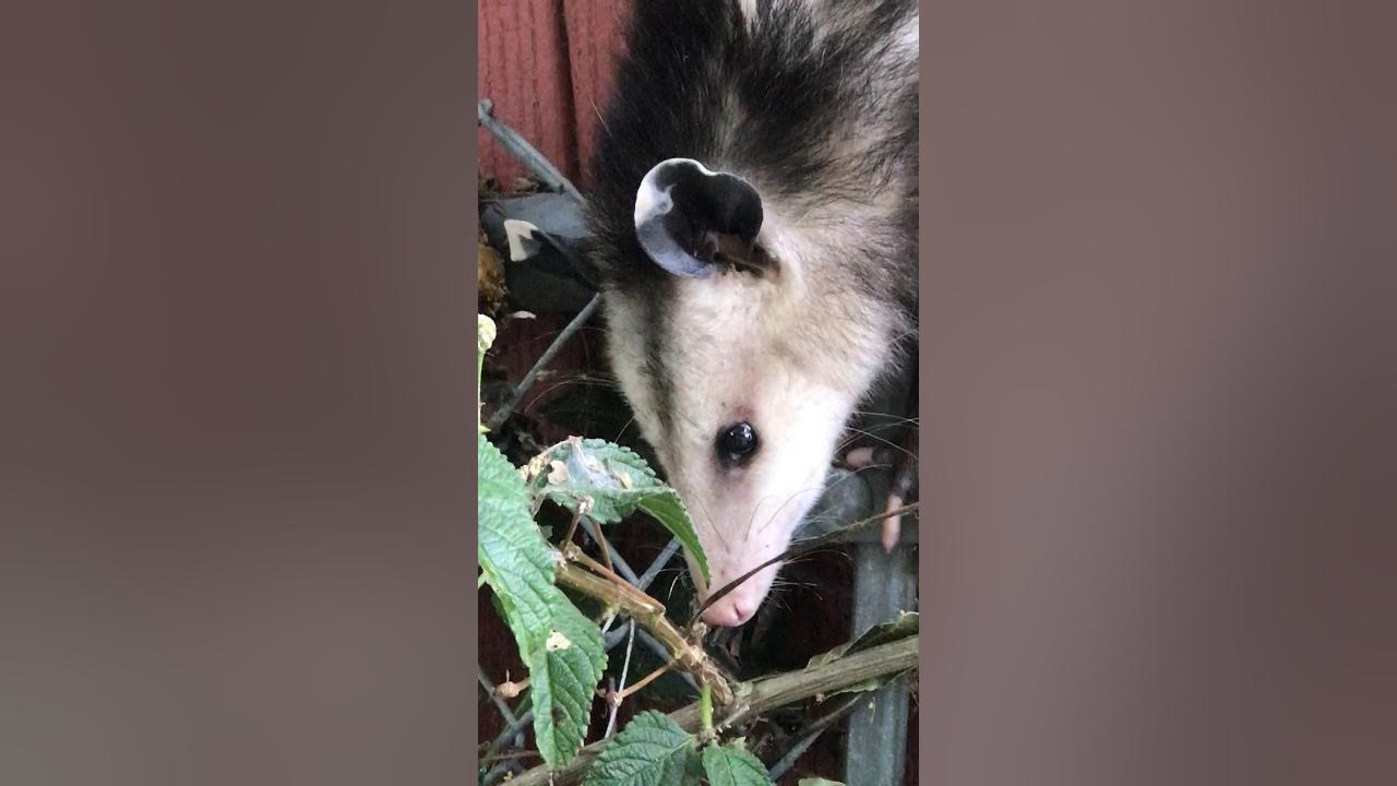 Funny Baby Possum Playing Dead, pretending not to see me YouTube
