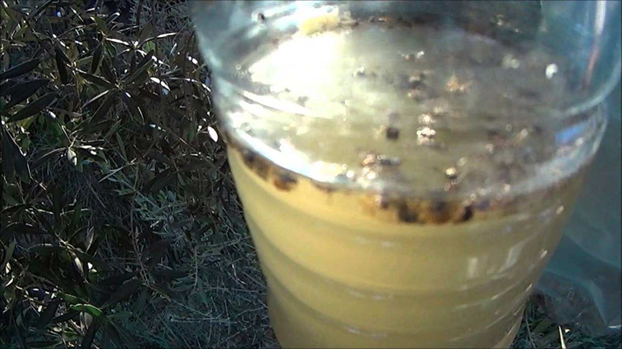 Mosca dell'olivo e della frutta trappola economica ed efficace remedios caseros para la tos en niños por la noche