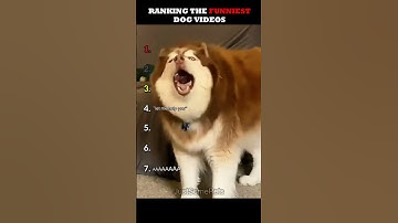 Thumbnail of Ranking The Funniest Dog Videos